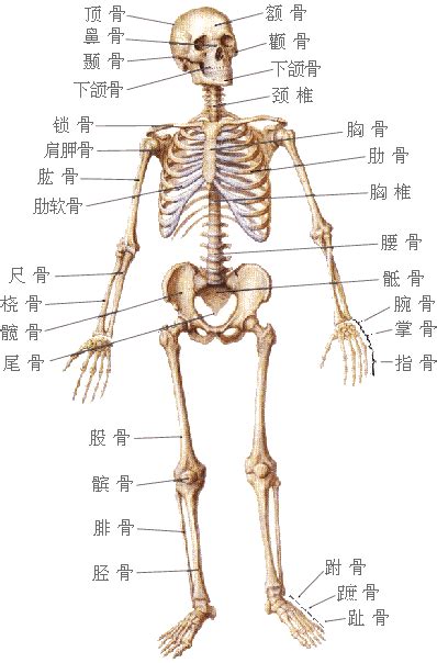 人有幾個骨頭